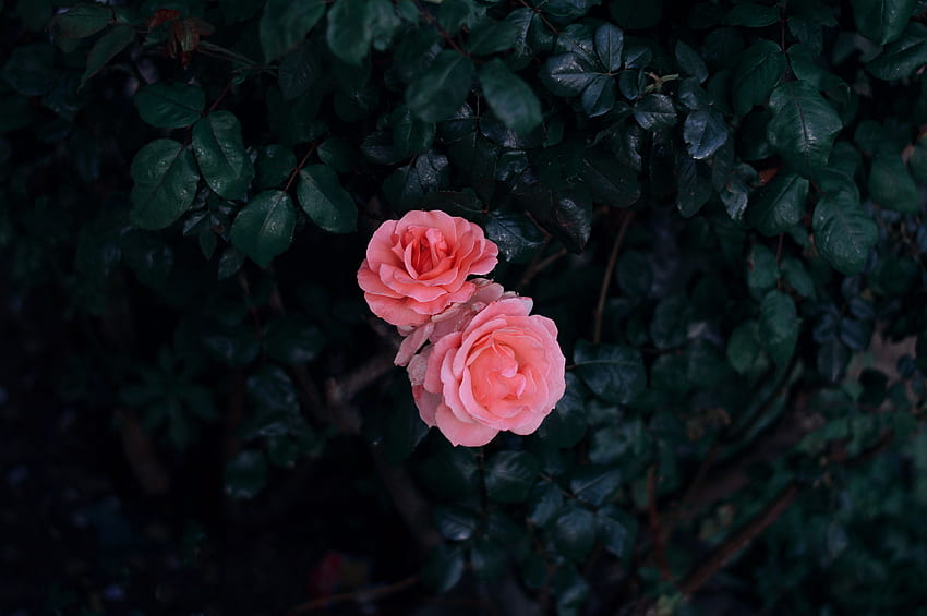 Flowers, Leaves, Pink, Bush, Rose Flower, Rose, Buds HD wallpaper | Pxfuel