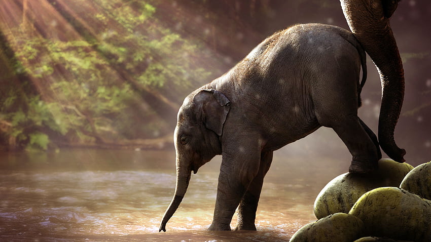 Bestand an , Tier, Elefant HD-Hintergrundbild