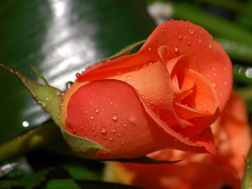 дива роза, водни капчици, перфектно, червено HD тапет