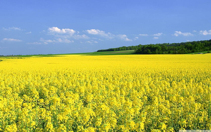鮮やかな知覚..!. 畑 , からしの花, 黄色い畑, キャノーラ 高画質の壁紙