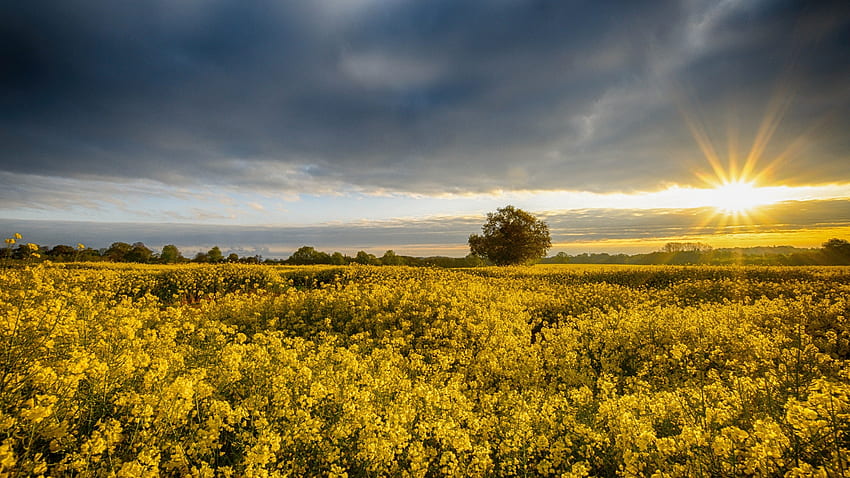 Ladang pemerkosaan di Inggris, pagi, matahari terbit, fajar, awan, lanskap, Inggris, langit Wallpaper HD
