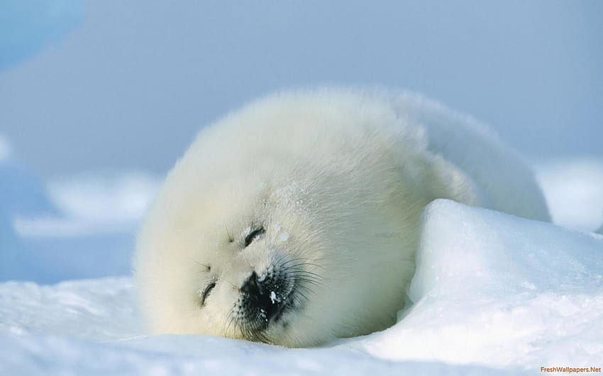 Baby Seal background, Baby Harp Seal HD wallpaper