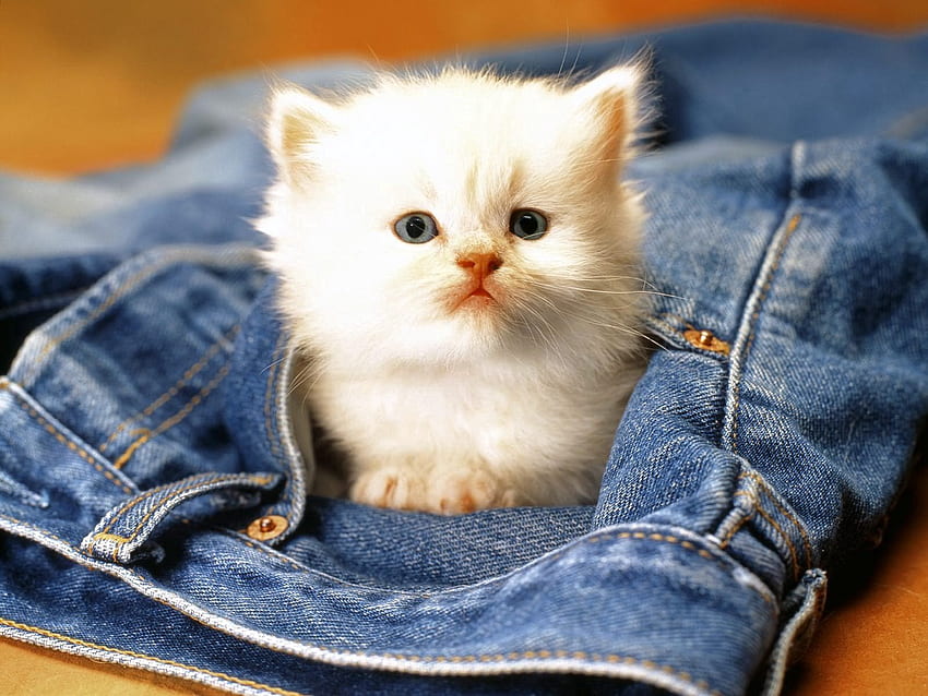 Tiere, Kätzchen, Kätzchen, Schnauze, Jeans HD-Hintergrundbild