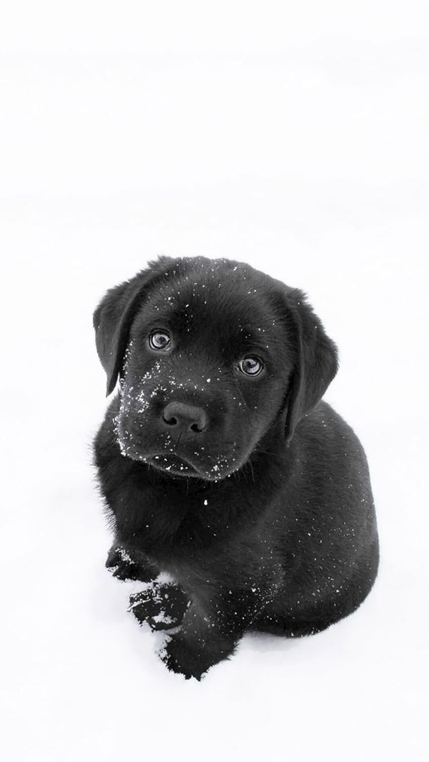 かわいいのロンダ・ギルモア。 犬、子犬、黒いラブラドールの子犬、黒い実験室の子犬 HD電話の壁紙