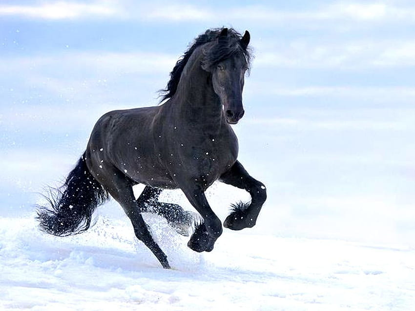 black horse in the snow. Friesenpferde, Pferde im schnee, Pferde tapete HD wallpaper