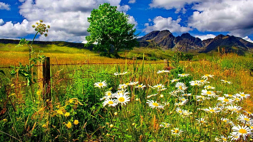 Gänseblümchen wachsen im Bergfeld, Wiese, Frühling, Gänseblümchen, Feld, Wolken, Bäume, Natur, Blumen, Berge HD-Hintergrundbild