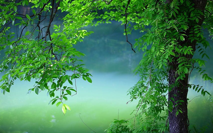 Wood, Leaves, Nature, Summer, Tree HD wallpaper