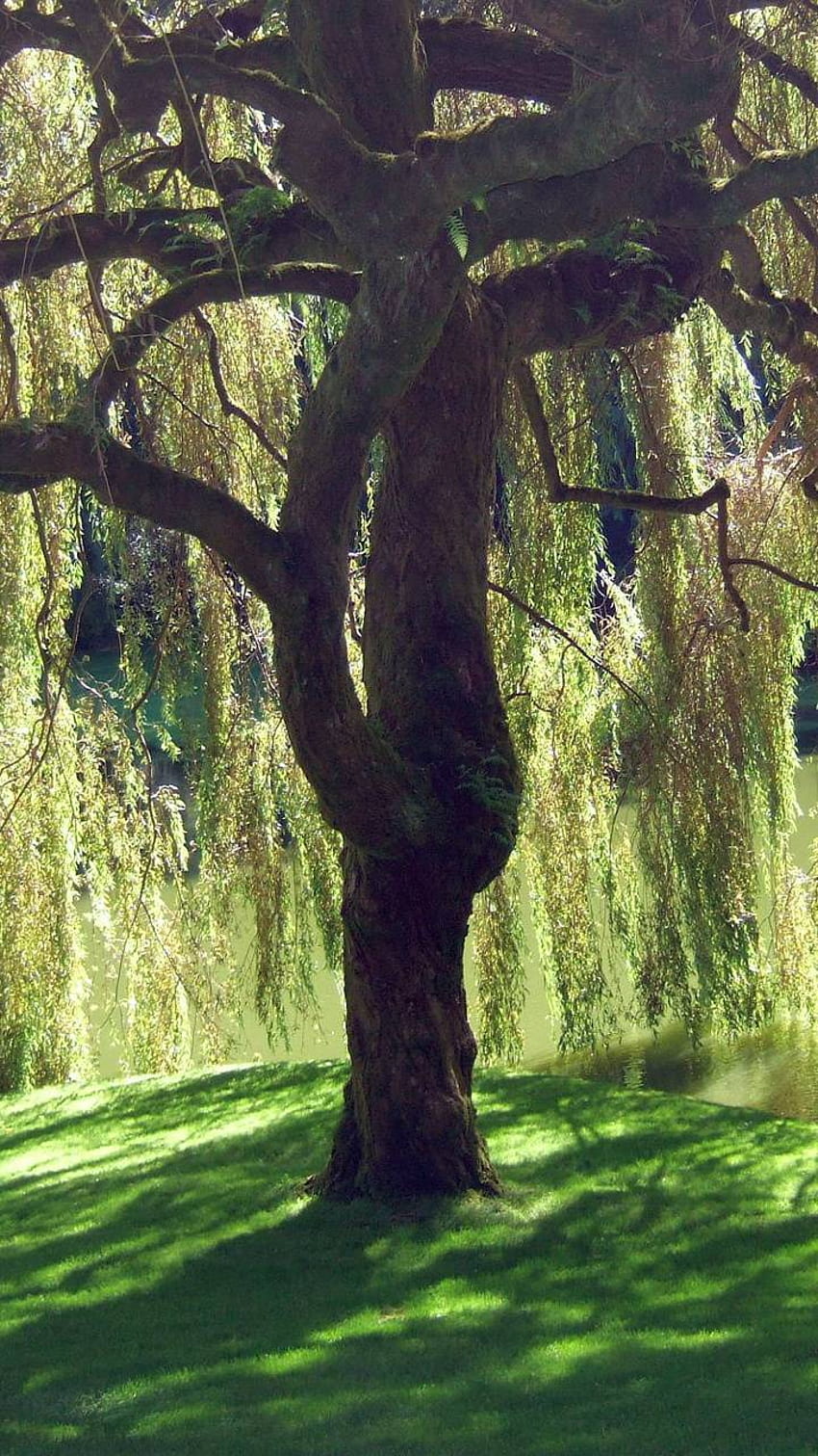 Weeping Willow HD phone wallpaper
