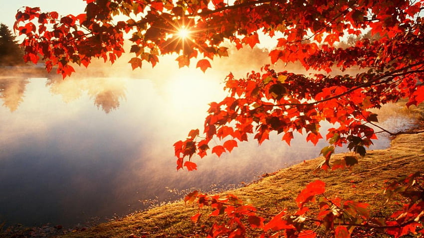 Morning red maple leaf , Japanese Maple Leaves HD wallpaper