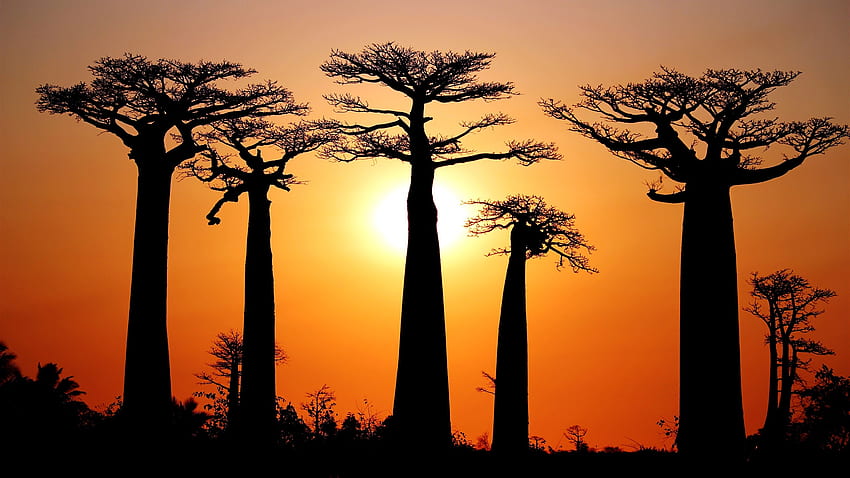 Many baobabs, sunset, Morondava, Madagascar , Madagascar Country HD wallpaper
