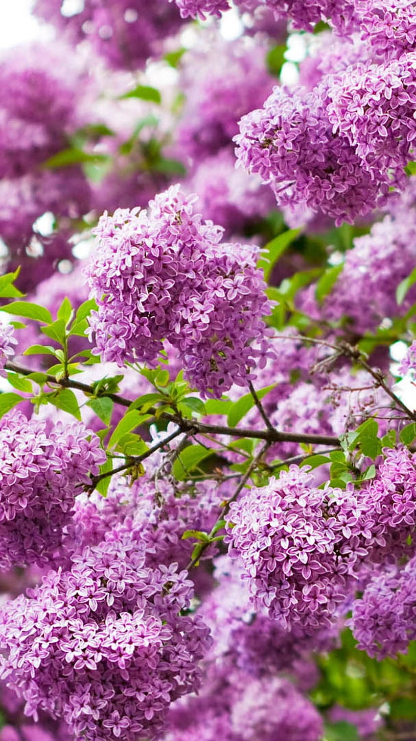 Lilacs Flowering Bud Branch iPhone 8 HD phone wallpaper