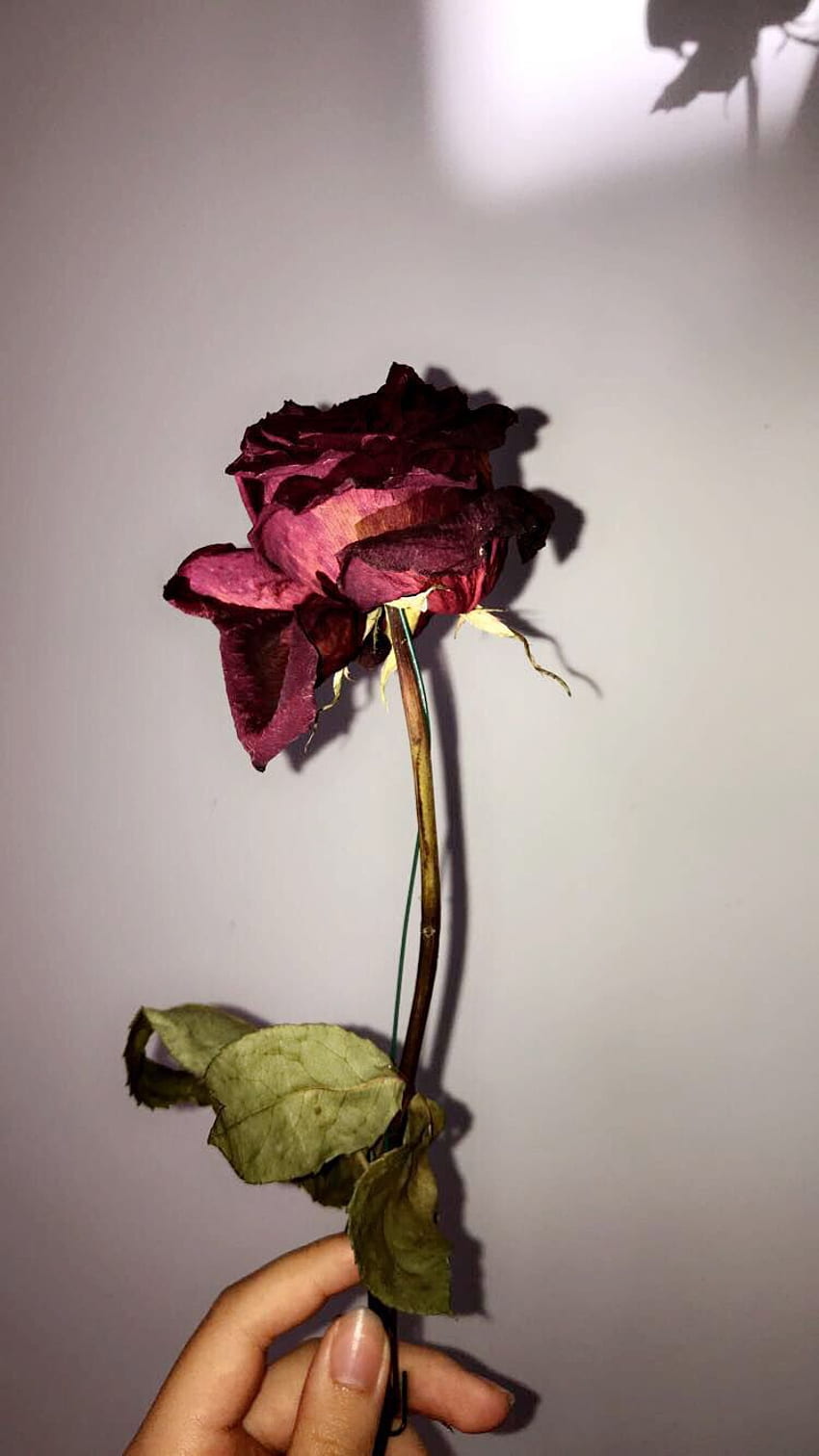 Floreale, rosa morente Sfondo del telefono HD