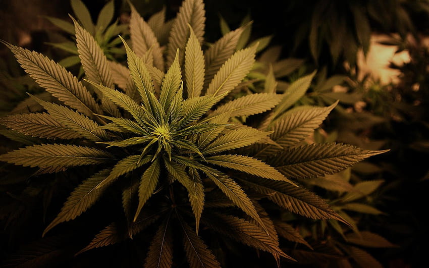 Растения, марихуана HD тапет