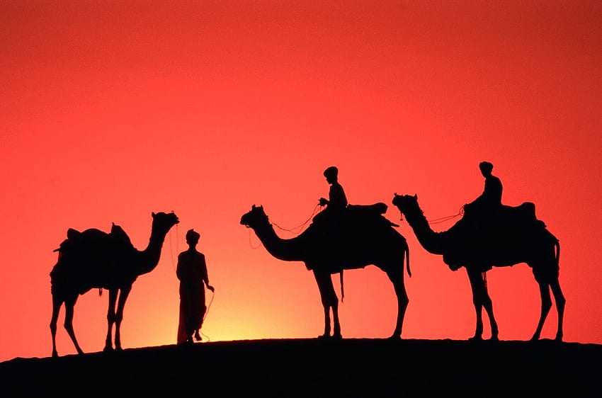 red camels travel sahara vvvvvv arab High Quality , High Definition, Arab Art HD wallpaper