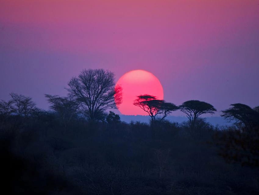 Rosa Sonnenuntergang, Bäume, Sonne, Abendhimmel, Blau und Rosa HD-Hintergrundbild