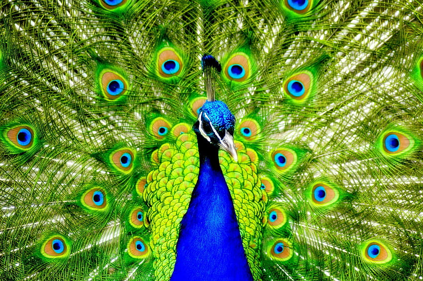 Beau paon, coloré, paon, plumes, oiseau Fond d'écran HD