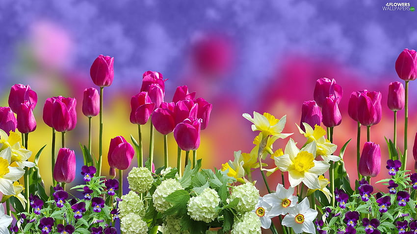 pansies, blur, narcissus, Daffodils, Tulips - Flowers : HD wallpaper