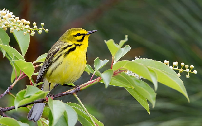 Bird, branch, yellow, green, pasare, leaf HD wallpaper
