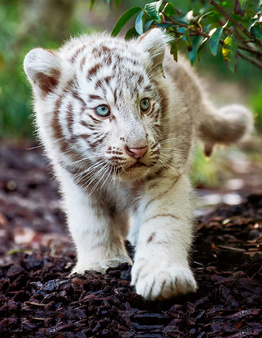 ホワイトベイビータイガー。 ライオンキングの動物, 動物, 赤ちゃんトラ, かわいい赤ちゃんトラ HD電話の壁紙