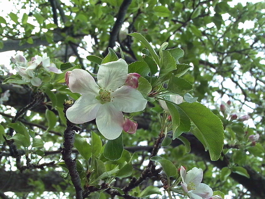 リンゴの花は 2 つかかります。、ピンク、白、花、赤、リンゴ、木 高画質の壁紙