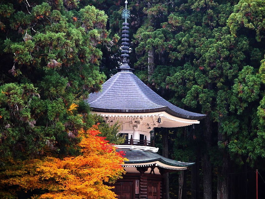 Japan, trees, forest, temple HD wallpaper