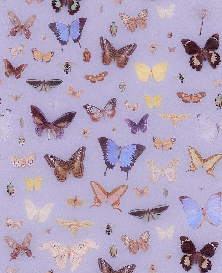 Ästhetischer Schmetterlings-Sperrschirm vsco. Schmetterling, Schmetterlingskunst HD-Handy-Hintergrundbild