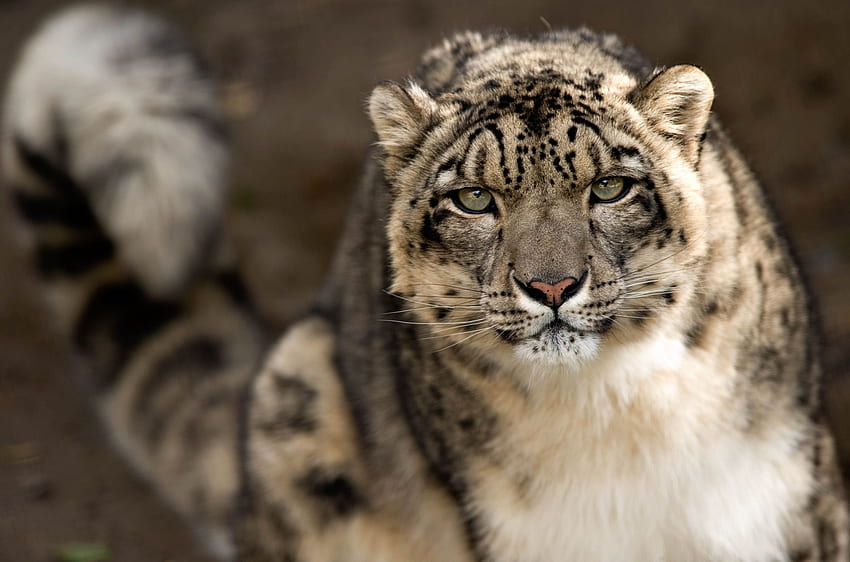 Animals, Snow Leopard, Predator, Big Cat, Sight, Opinion HD wallpaper