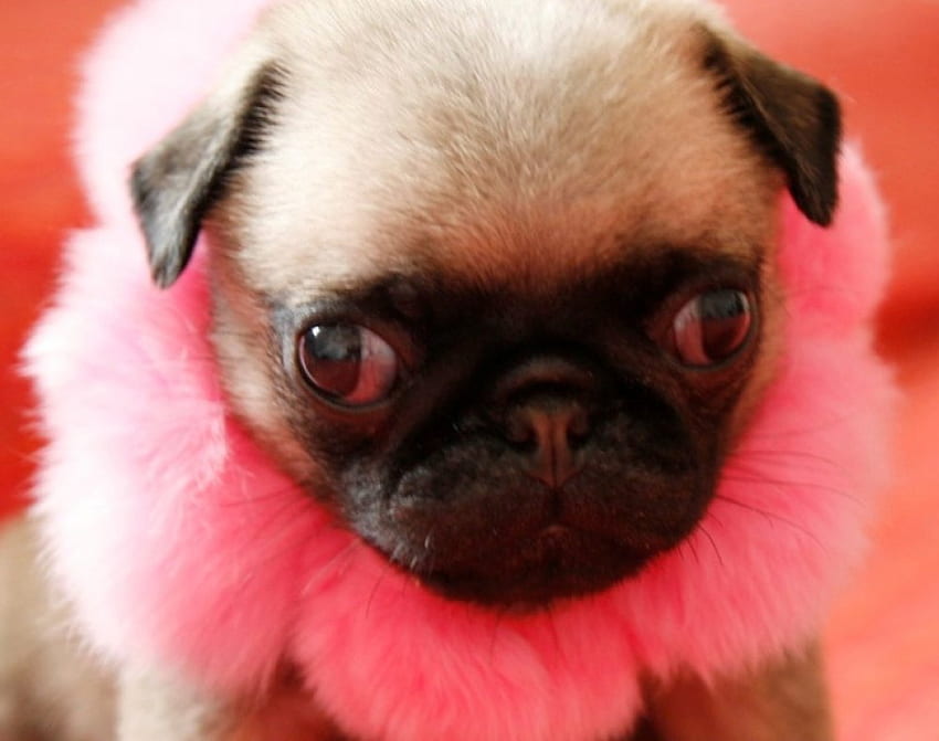 anak anjing lucu, anjing, komedi, anak anjing, merah muda, bunga, imut, lucu Wallpaper HD