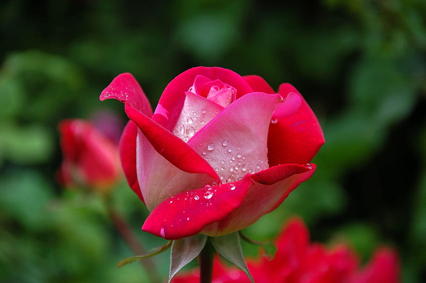Kwiaty, Krople, Kwiat Róży, Róża, Pączek Tapeta HD