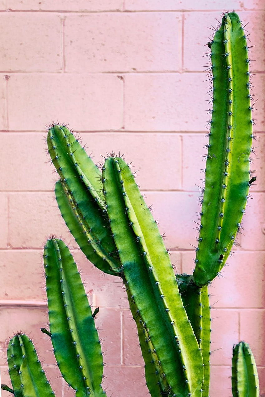 Cactus : [HQ], Cute Succulent HD phone wallpaper