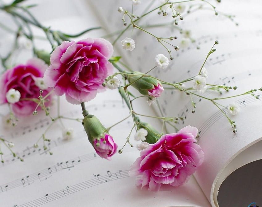 Wild carnation and music book, book, wild, red, flower HD wallpaper