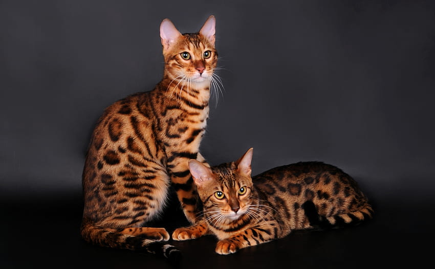 Животни, котка, двойка, двойка, бенгалска котка, цвят на леопард, цвят на леопард HD тапет