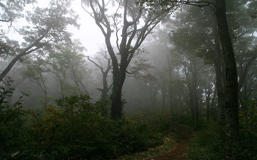 Nature, Trees, Forest, Fog, Path, Morning, Trail, Haze, Secret, Mystery, Mystic, Mysticism HD wallpaper