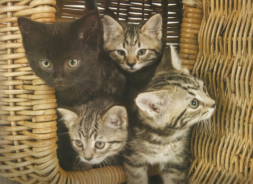 Four kittens in a basket, kitten, basket, black, four, tabby HD wallpaper