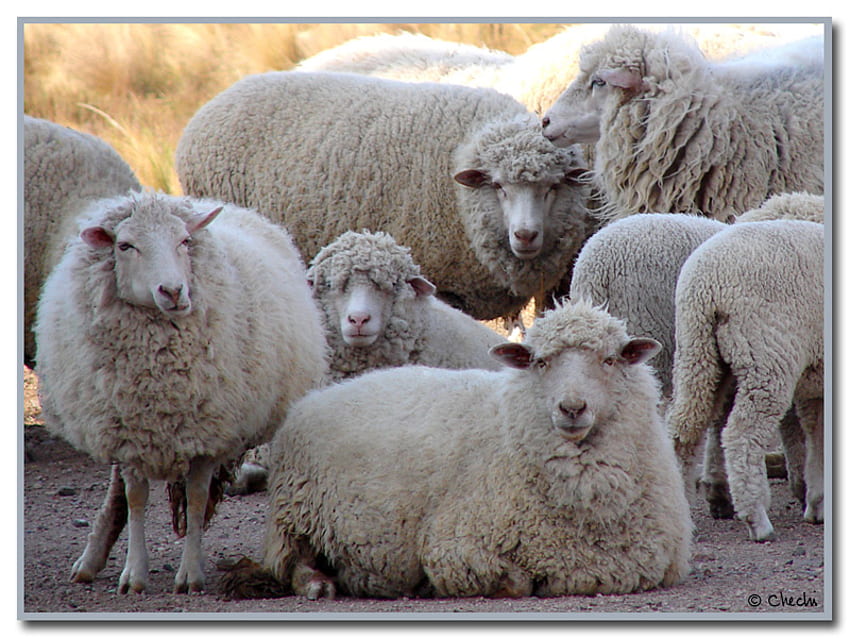 羊、動物、群れ、自然、羊 高画質の壁紙