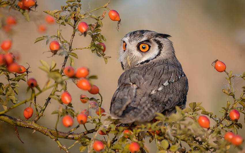 Owl, bird, red, pasare, bufnita, autumn, fruit, berry HD wallpaper