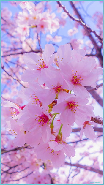 Hoa Anh Đào (Cherry Blossom) Hoa anh đào là biểu tượng của sự thanh thoát và tinh tế của nền văn hoá Nhật Bản. Hãy chiêm ngưỡng những bông hoa anh đào màu hồng tươi sáng, che phủ đầy cành cây và tạo nên khung cảnh tuyệt đẹp cho mùa xuân. Hãy cùng đắm mình trong khung cảnh tuyệt đẹp này!