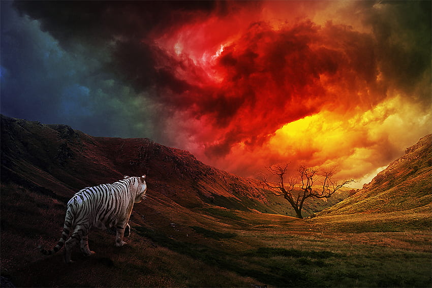 White Tiger, clouds, white, beautiful, tiger HD wallpaper
