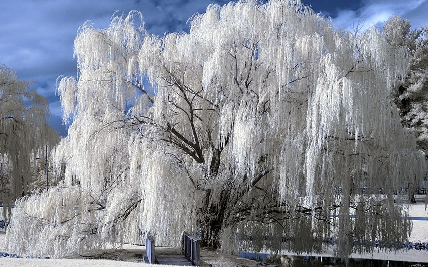 Ecran Hiver Sol Pleureur Givrer Winter Snow - Weeping Willow Tree - & Background papel de parede HD