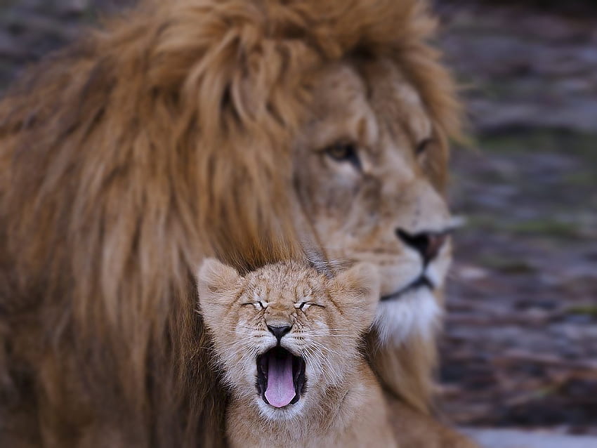Cucciolo di leone animali famiglia bambini papà padre figlio Predatori terre selvagge africa Sfondo HD