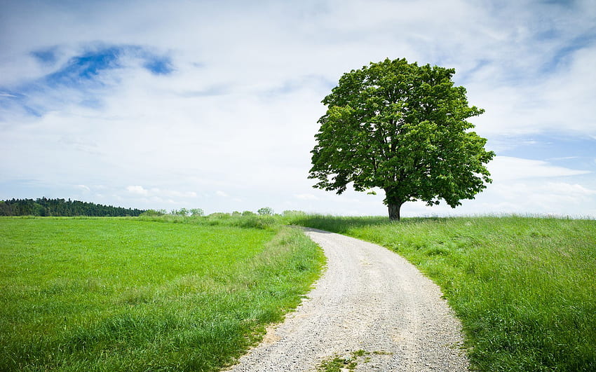 Kastanienbaum - , Hintergrund, ,, Land HD-Hintergrundbild