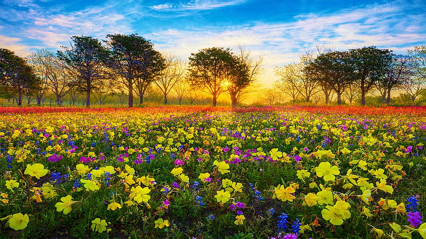 Spring Sunrise nel Texas Hill Country, cielo, fiori, paesaggio, alberi, nuvole, Stati Uniti d'America Sfondo HD