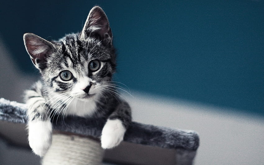 Cute Cat, animal, cute, cat, pet HD wallpaper