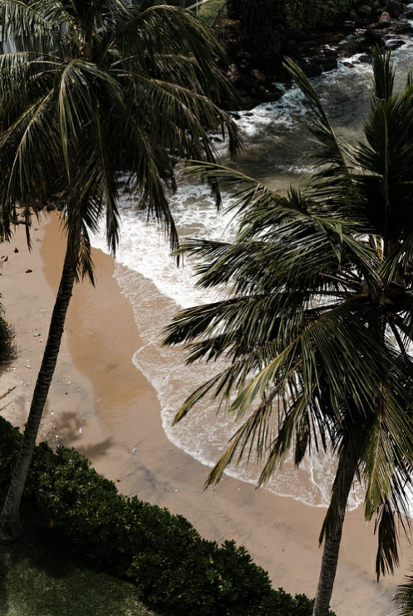 kehidupan garam. grafik estetika hawaii. pohon palem pantai kauai graphy. Pohon palem, grafi alam, Pantai pohon palem wallpaper ponsel HD