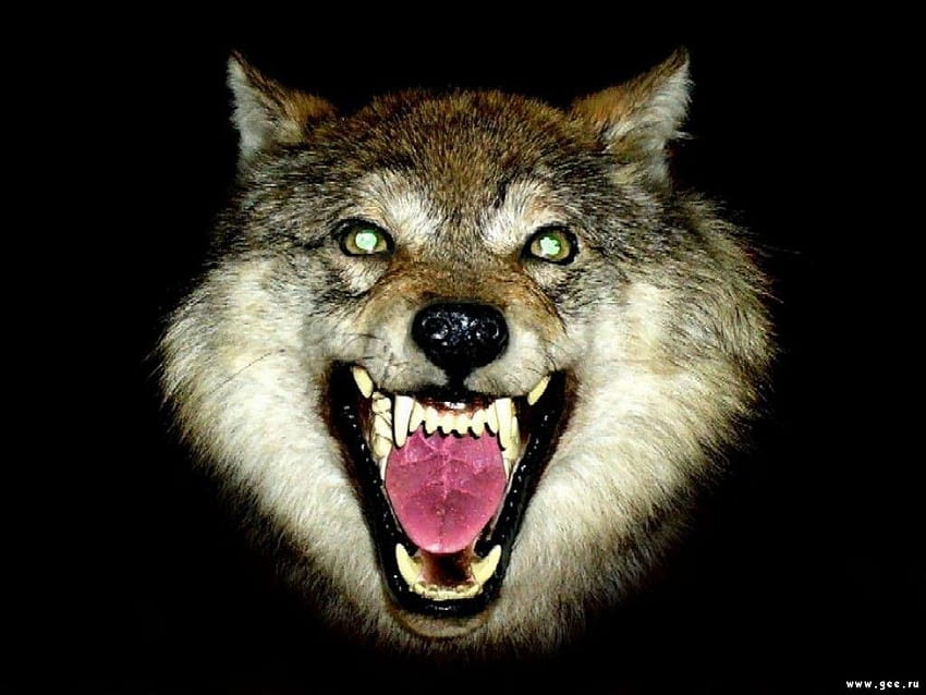 Wolfs Wolf S Mouth, Growling HD wallpaper