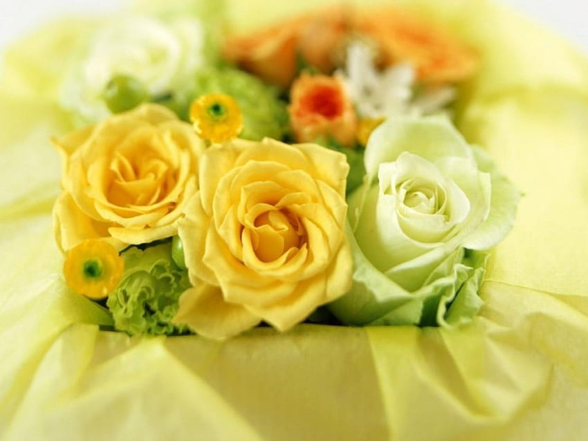 flores amarelas, boas para qualquer ocasião, rosas amarelas e brancas papel de parede HD