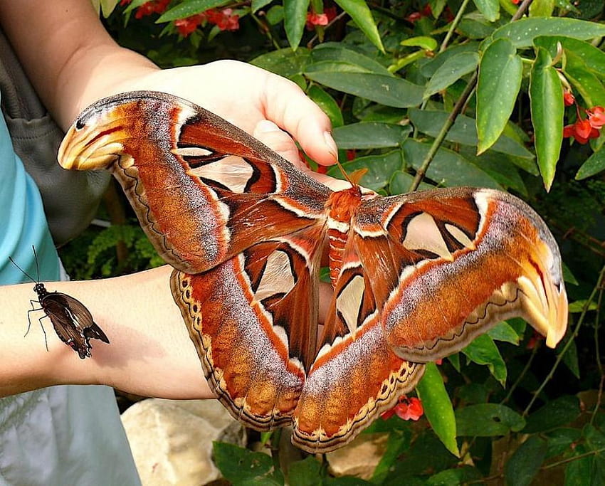 Atlas Moth In Hand, แมลง, ผีเสื้อกลางคืน วอลล์เปเปอร์ HD