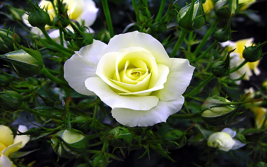 Róża, żółty, róża, biały, pąki, ogród, zapach, piękny, zapach Tapeta HD