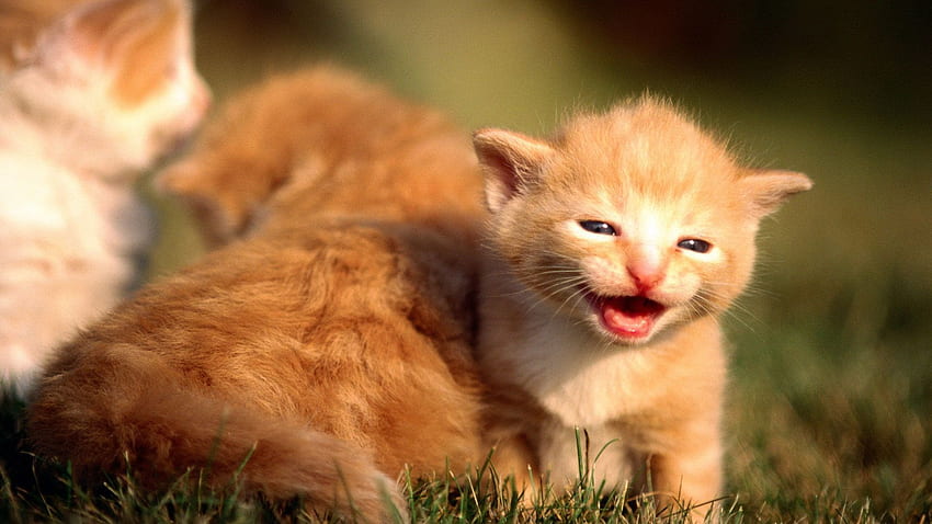 Cute Kittens Amb Cute_bunny . PURRY PURRY LITTLE, Hipster Kitten HD wallpaper