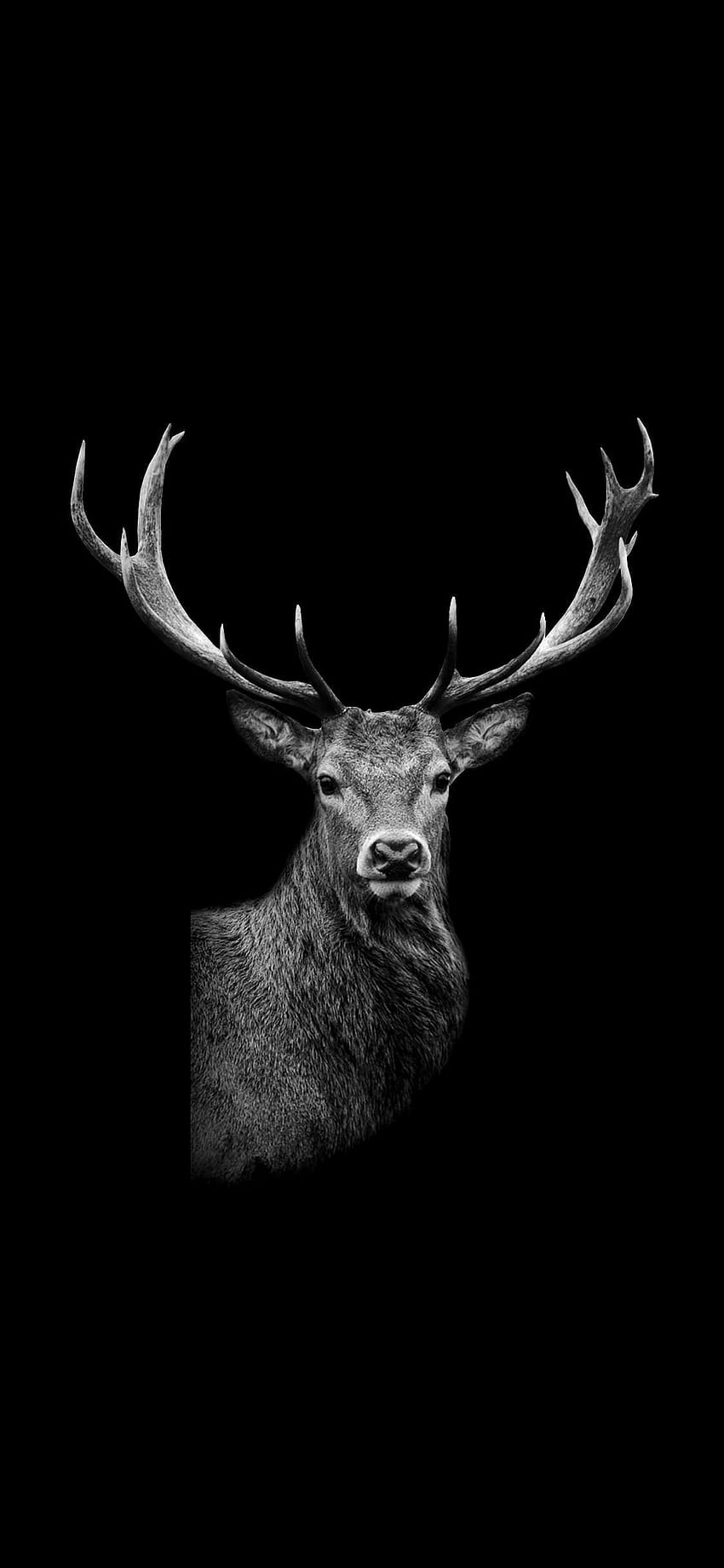 Dark Deer HD phone wallpaper